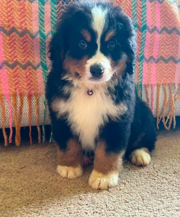 Cuccioli di Bovaro del Bernese in adozione | Foto 0