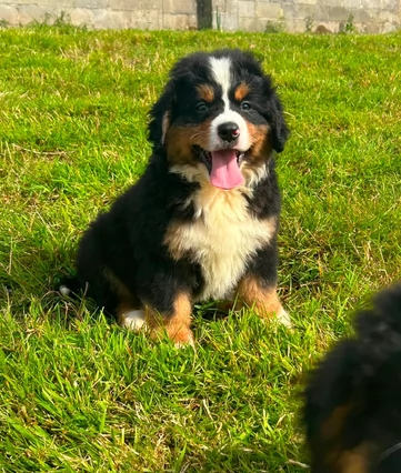 Adozione di splendidi cuccioli di Bovaro del Bernese | Foto 1