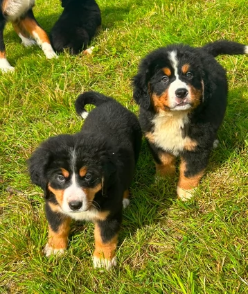 Adozione di splendidi cuccioli di Bovaro del Bernese