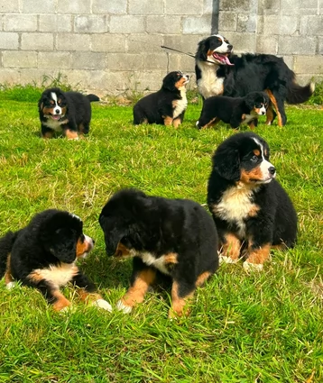 Adozione di splendidi cuccioli di Bovaro del Bernese | Foto 0