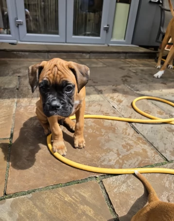Splendidi cuccioli di Boxer cercano una casa | Foto 1
