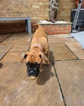 Splendidi cuccioli di Boxer cercano una casa | Foto 0