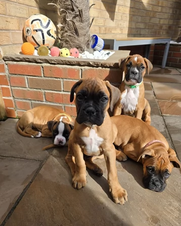Splendidi cuccioli di Boxer cercano una casa