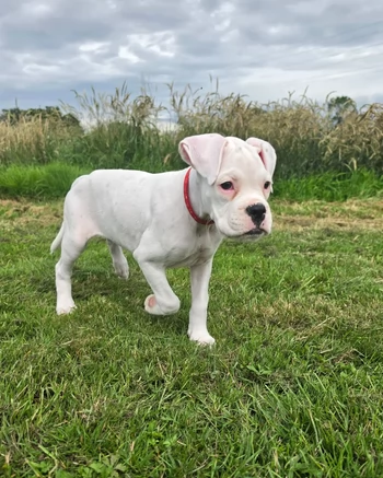 Splendidi cuccioli di Boxer bianchi in adozione