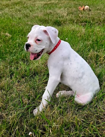 Splendidi cuccioli di Boxer bianchi in adozione | Foto 1