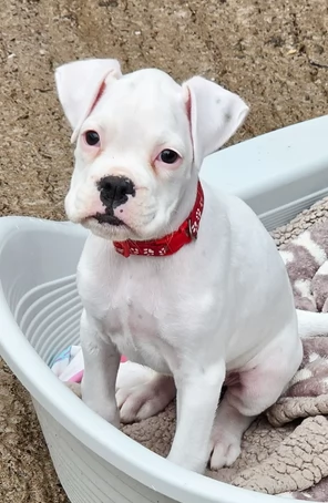 Splendidi cuccioli di Boxer bianchi in adozione | Foto 0