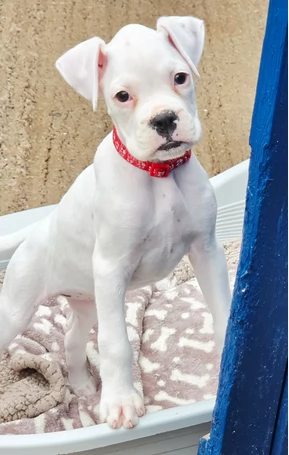Adorabili cuccioli di Boxer per Adozione | Foto 1