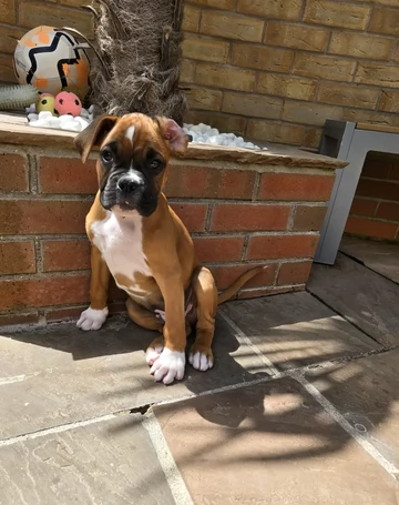 Adorabili cuccioli di Boxer per Adozione | Foto 0