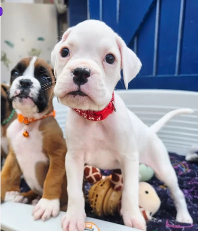 Adorabili cuccioli di Boxer per Adozione