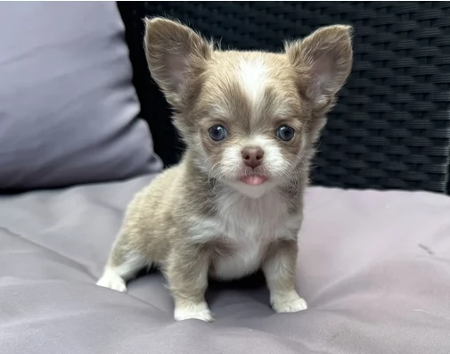 Chihuahua assolutamente eccezionali
