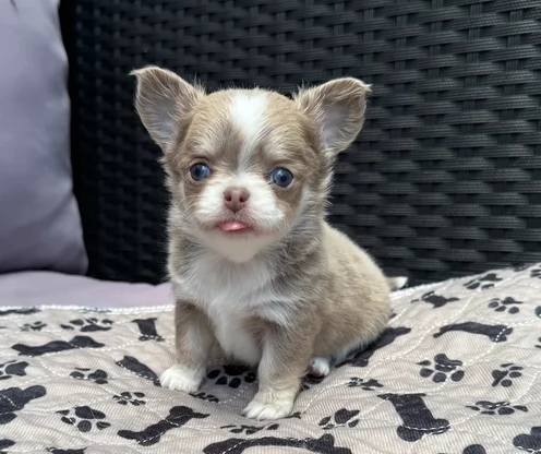 Chihuahua assolutamente eccezionali | Foto 2
