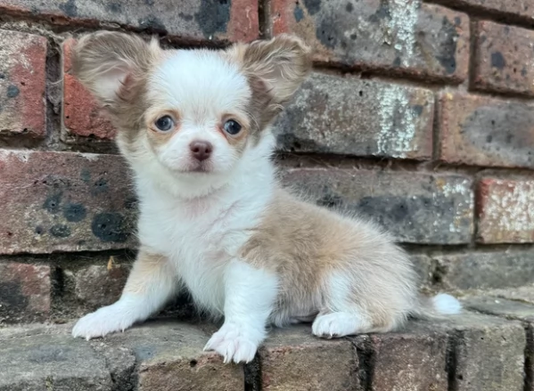 Chihuahua assolutamente eccezionali | Foto 1