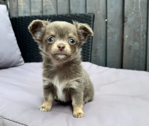 Chihuahua assolutamente eccezionali | Foto 0