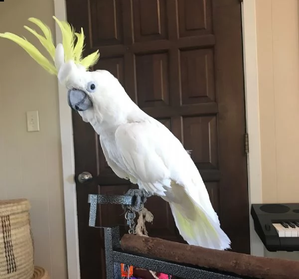 disponibili cacatua allevati a mano. | Foto 1