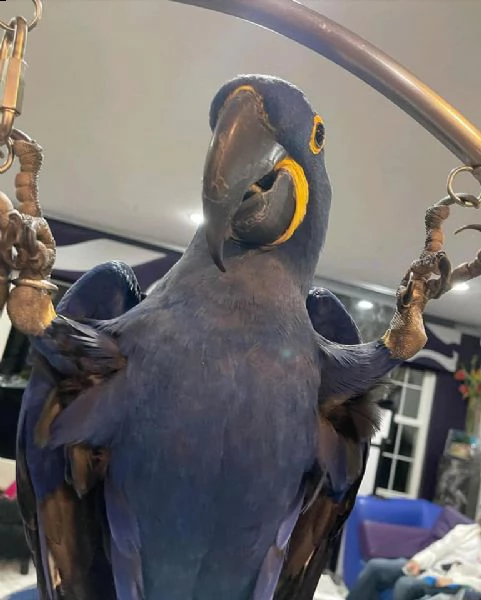 disponibili cacatua allevati a mano. | Foto 0