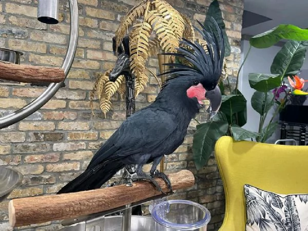 disponibili cacatua allevati a mano.