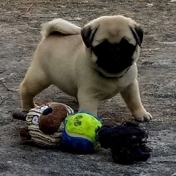 regalo carlino | Foto 0