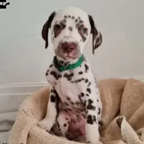 molto rarissimi dalmata cuccioli | Foto 0