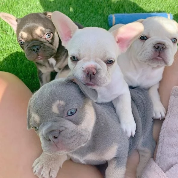 bellissimi cuccioli di bulldog francese