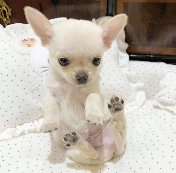 bellissimi cuccioli di chihuahua da reinserire in casa