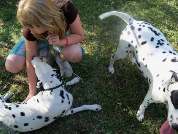 cuccioli dalmata per l'adozione
