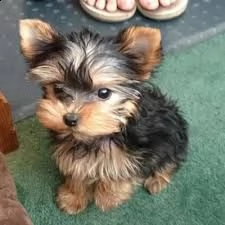  cuccioli di yorkie registrati per l'adozione