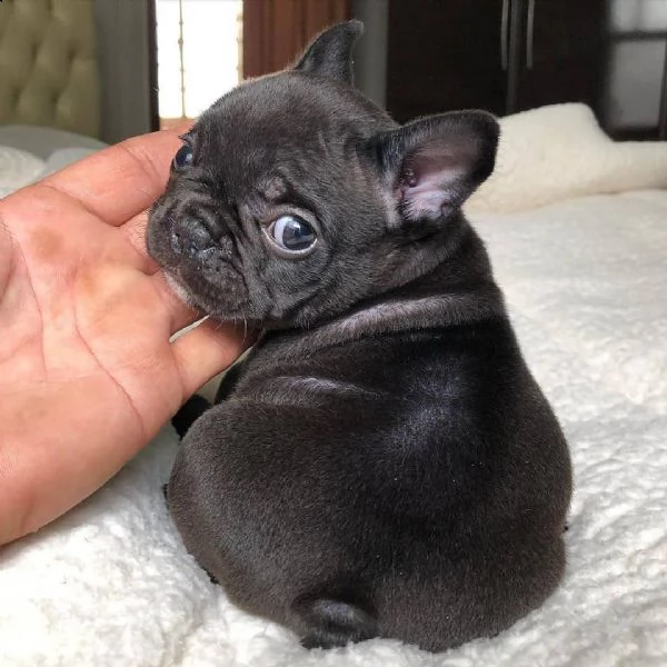 ottimo bulldog francese