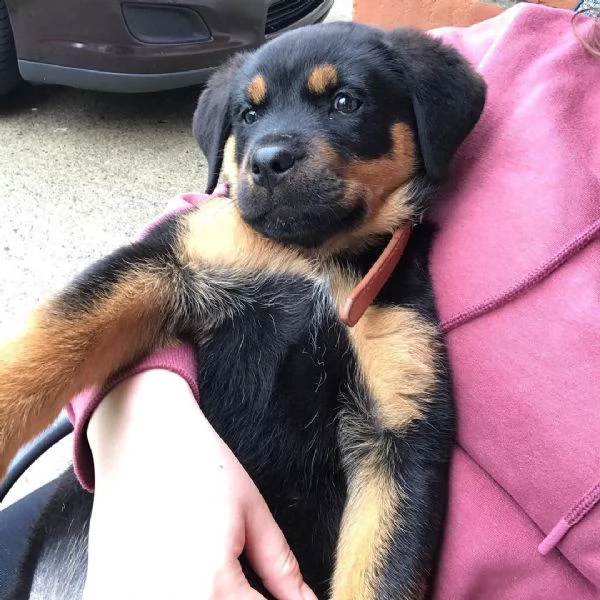 piccoli cuccioli di rottweiler speciali