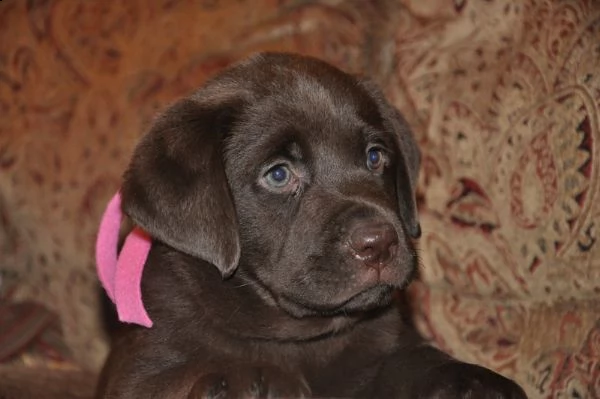 due cuccioli di labrador gratis
