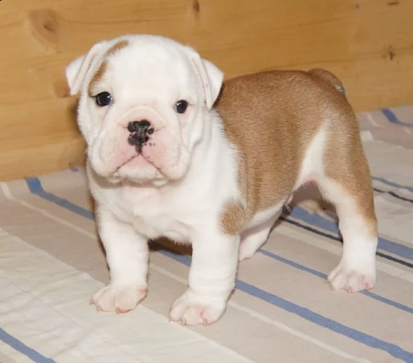disponibili cuccioli di bulldog inglese | Foto 0