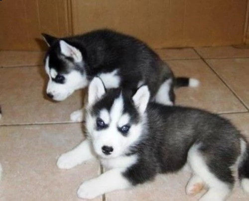 siberian husky