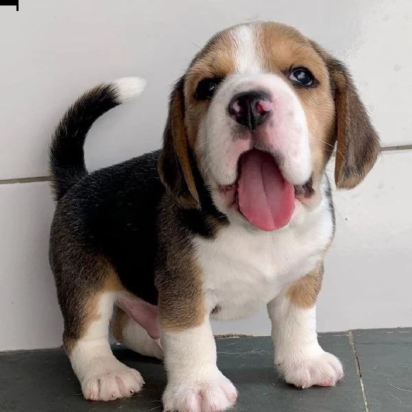 regalo beagle cuccioli meravigliosi ! 