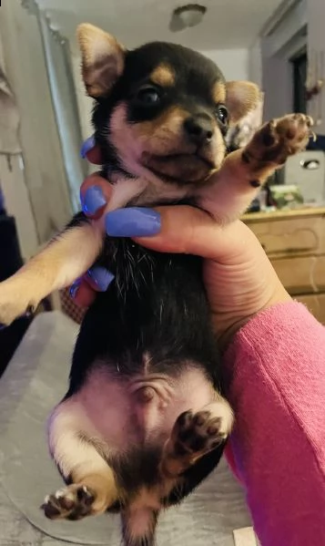 regalo cuccioli dolce e bella chihuahua toy