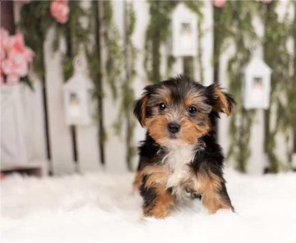 cuccioli di yorkie | Foto 0