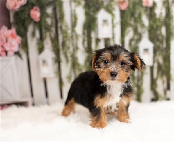cuccioli di yorkie