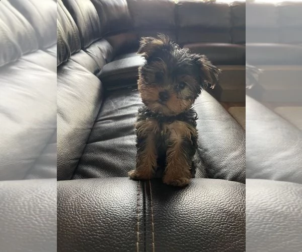 regalo  cuccioli di yorkie | Foto 0
