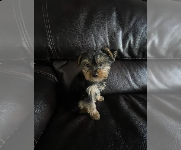 regalo  cuccioli di yorkie