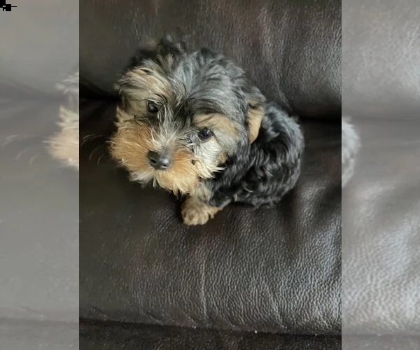 regalo cuccioli di yorkie | Foto 0