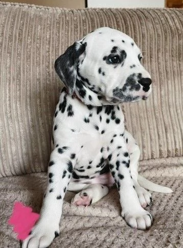 bellissimi cuccioli di dalmata di tre mesi | Foto 0