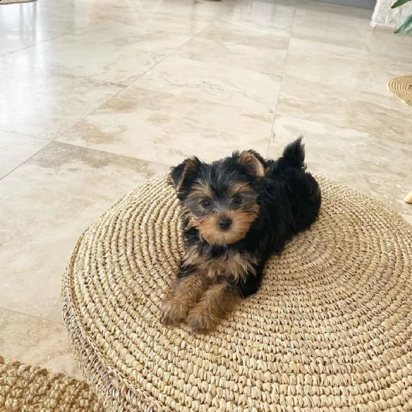 disponibili cuccioli yorkshire con pedigree