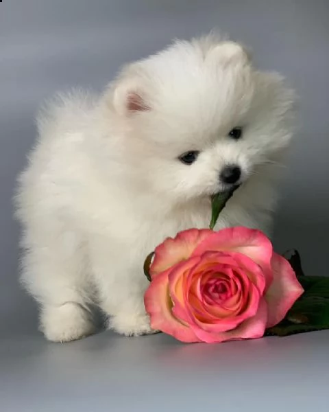 cuccioli pomerania bianchi  | Foto 0