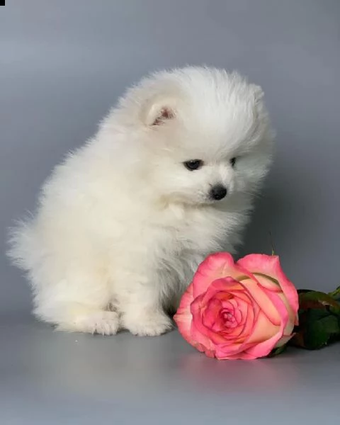 cuccioli pomerania bianchi 