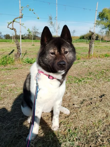 Akita americano femmina  | Foto 3