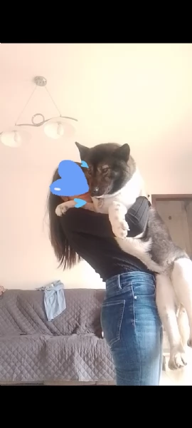 Akita americano femmina  | Foto 2
