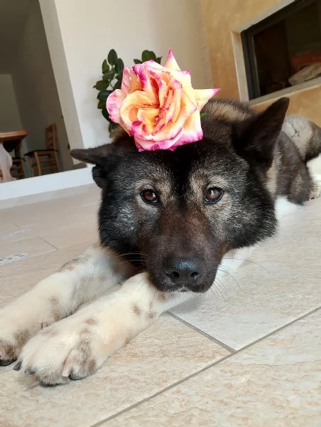 Akita americano femmina 