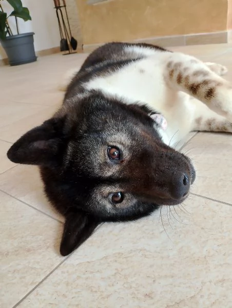 Akita americano femmina  | Foto 1