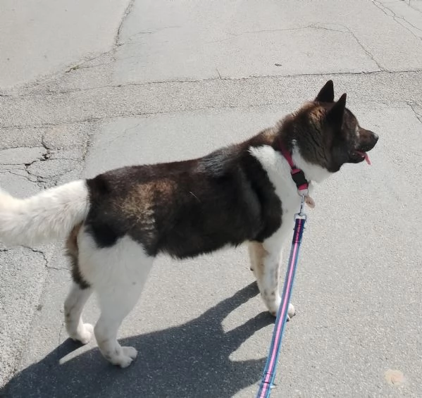 Akita americano femmina  | Foto 0