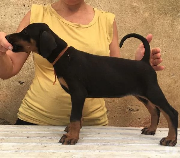dobermann cuccioli