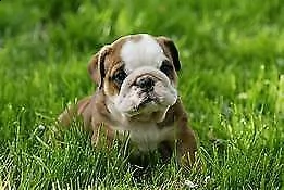 cuccioletti di bulldog inglese, di 90 giorni