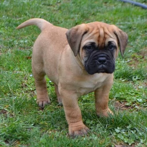  regalo bullmastiff cuccioli adorabili cuccioli di bullmastiff femminucce e maschietti disponibili p